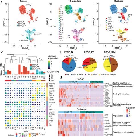 Fibroblast Cells Subtypes In ESCC A UMAP Plot Of 7857 Fibroblast