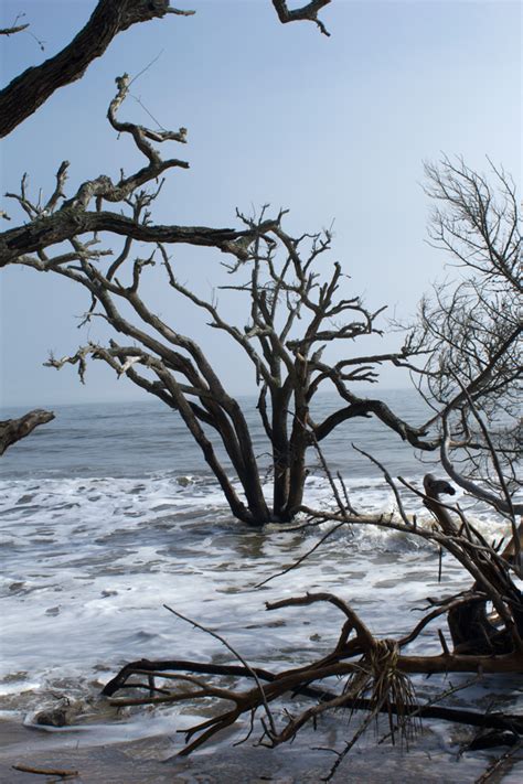 Botany Bay - Edisto Island, South Carolina