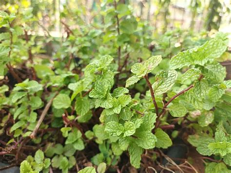 Spearmint Vs Peppermint Differences Health Benefits