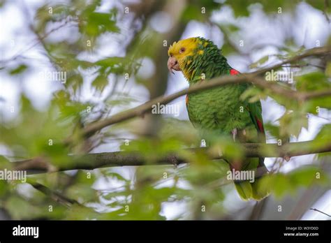 yellow-crowned amazon, yellow-crowned parrot, Gelbkopfamazone (Amazona ...