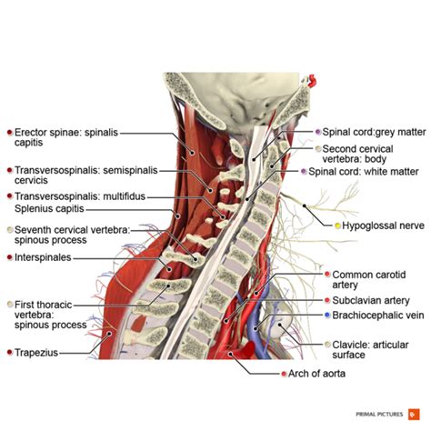 Upper Limb Tension Tests ULTTs Physiopedia