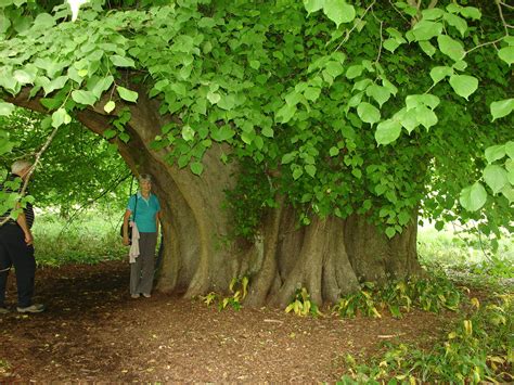 The Giant Lime Tree At Holker Hall Cumbria Cumbria Lime Tree Great