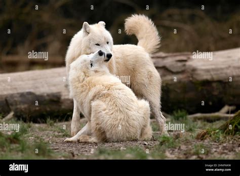 Arctic Wolf Canis Lupus Arctos Two Wolves In A Meadow Captive Stock