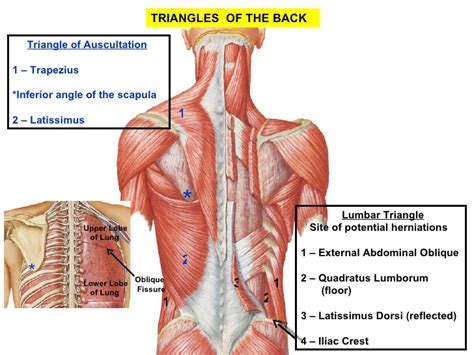 Triangle of Auscultation