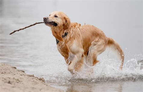 Perro Recuperador De Oro Juega En El Lago Con Palo Imagen De Archivo