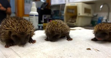 While Caring For Baby Hedgehogs, One Of Them Has The Cutest Fit