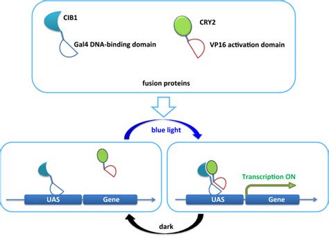 Schematic of the blue light-inducible exogenous gene expression system ...