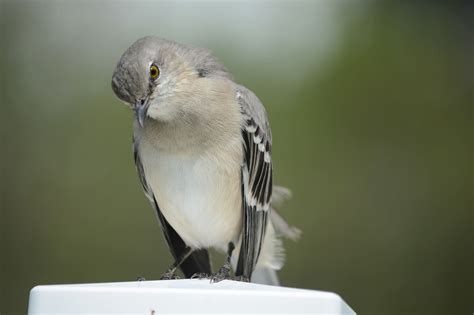 Mockingbird Singing at Night Spiritual Meaning: 7 Signs