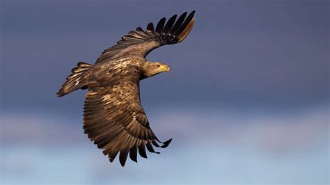 British Birds Of Prey Identification Identifying Raptors