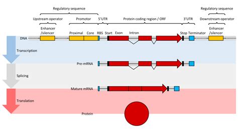 Ensembl Insights How Are UTRs Annotated Ensembl Blog