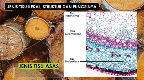 Apa Itu Tisu Tumbuhan Definisi Dan Maknanya Kesihatan Hot Sex The