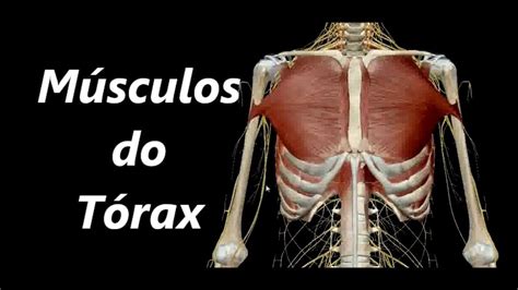 Musculo Do Torax Animal