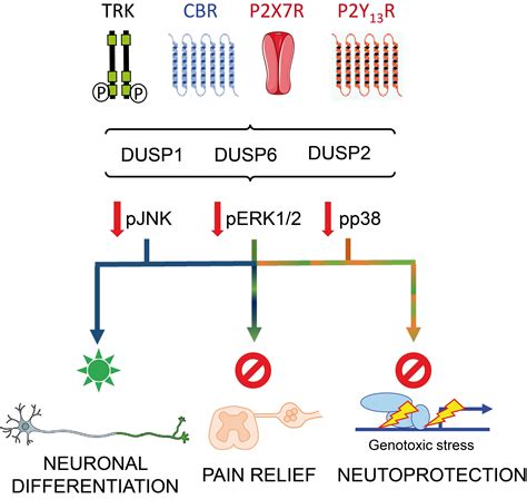 IJMS Free Full Text Dual Specificity Phosphatase Regulation In