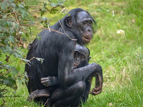 Bonobo Mutter Mit Kind Ein Warmer Oktober Erm Glicht Den Flickr