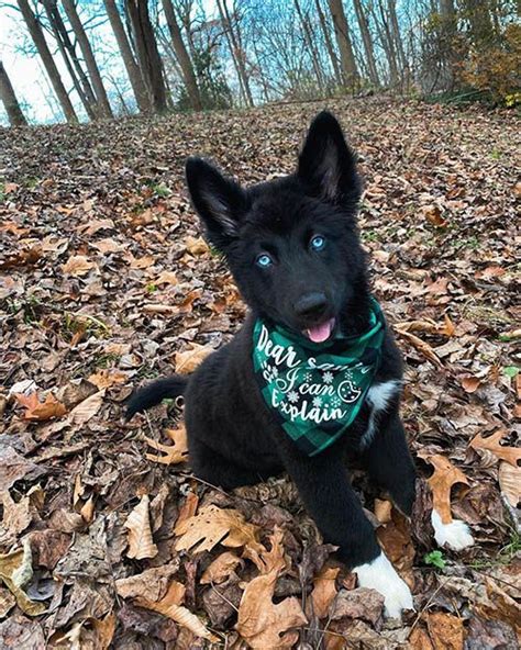 Black Husky German Shepherd Mix