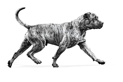 Presa Canario Royal Canin