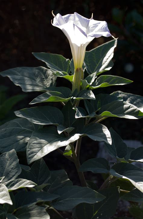 Datura Wrightii The Watershed Nursery