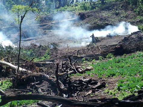 Planting trees and energy saving technologies needed in Kenya ...