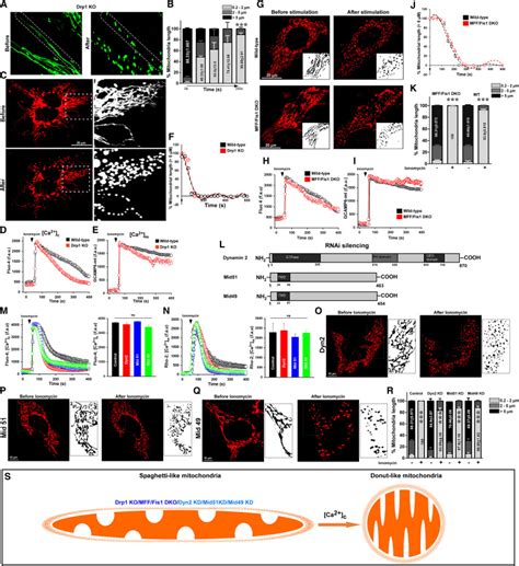 Miro Determines Mitochondrial Shape Transition Upon Gpcr Activation