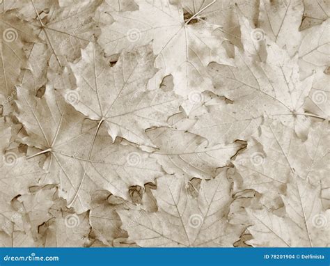 Fall / Autumn Leaves Background - Stock Photos Stock Photo - Image of ...