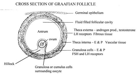 Graafian Follicle