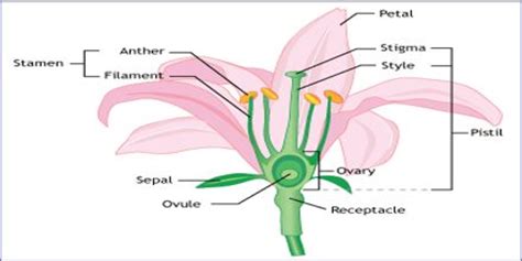 Reproduction in Flowering Plants - Assignment Point