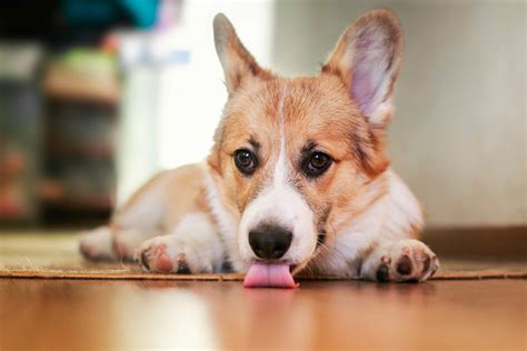 犬が家の床を舐めるのをやめさせたい！主な原因と飼い主がやるべき対策4選 わんちゃんホンポ