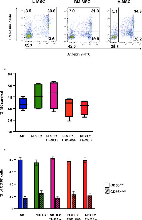 Survival Of The Nk Cells And Their Subset Differentiation After