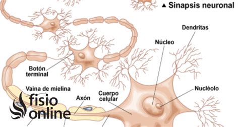 Neuronas Y Sinapsis Para Niños