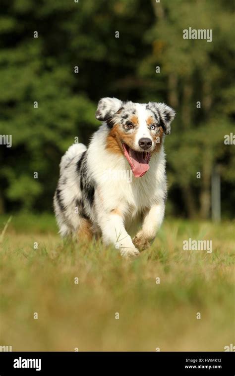 Running Australian Shepherd Stock Photo Alamy