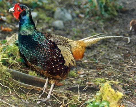 Sana Pets Pheasant Pet Birds Pheasant Beautiful Birds