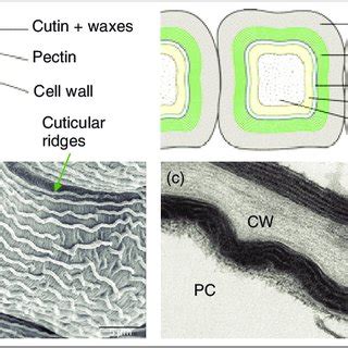 Pdf Cutin And Suberin