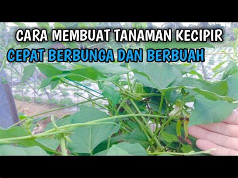 Cara Membuat Tanaman Kecipir Agar Cepat Berbunga Dan Berbuah Youtube