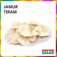 Jamur Tiram Harga Termurah Grosir Pilihan Terlengkap