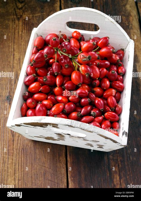 Hips And Haws Hi Res Stock Photography And Images Alamy