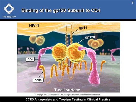 Ccr5 Antagonists And Tropism Testing In Clinical Practice