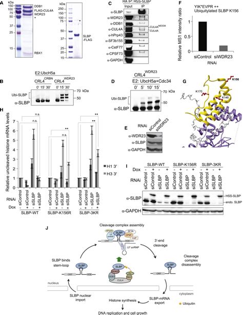 Crl Wdr Mediated Slbp Ubiquitylation Ensures Histone Supply During