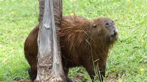 How To See Capybaras In Brazil Youtube