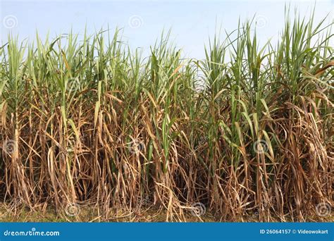 Sugarcane Plantation Ethanol Fuel Stock Image Image Of Asia Rural