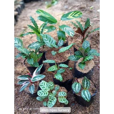 Jual 1 Paket 10 Jenis Calathea Shopee Indonesia