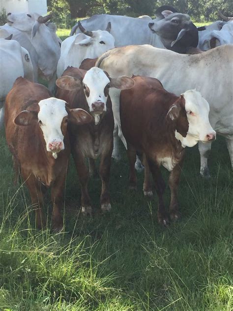 4 Fancy Braford Heifers