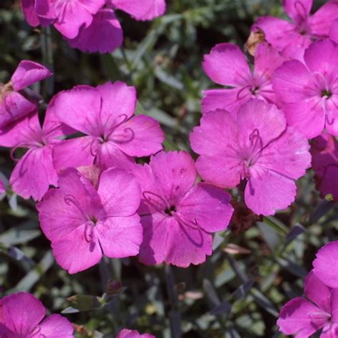 Pfingstnelke Dianthus Grat Baby Lom Rosa