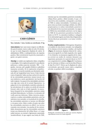 El Perro At Xico Es Neurol Gico U Ortop Dico Pdf