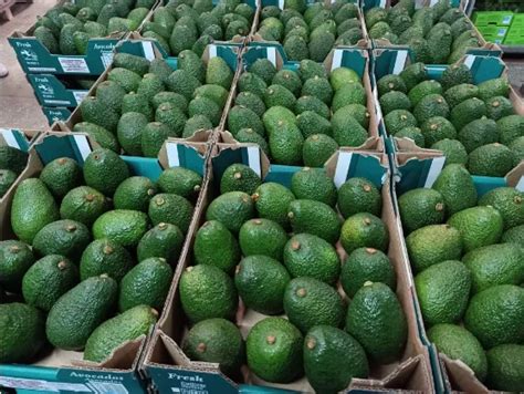 Avocado Hass And Fuertes Fresh Fuertes And Hass Avocados Buy Fresh