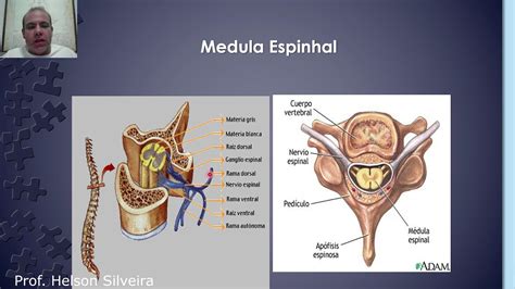 Neuroanatomia 10 Medula Espinhal E Snp Youtube