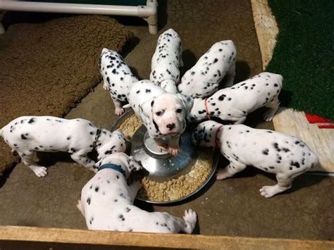 Dalmatian Puppies For Sale