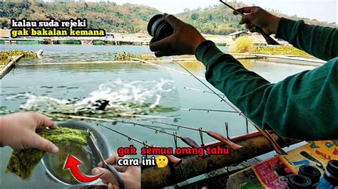 Umpan Lumut Busa Untuk Mancing Ikan Nila MANCING MANIA YouTube