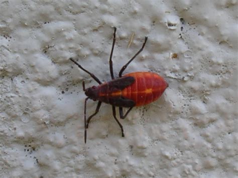 Urban IPM: Boxelder bugs