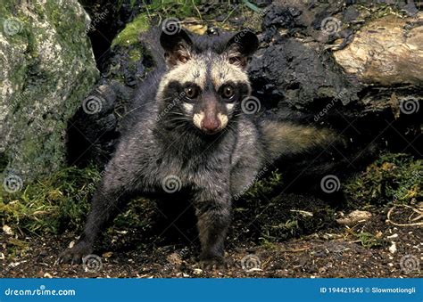 Common Palm Civet Royalty Free Stock Photography Cartoondealer