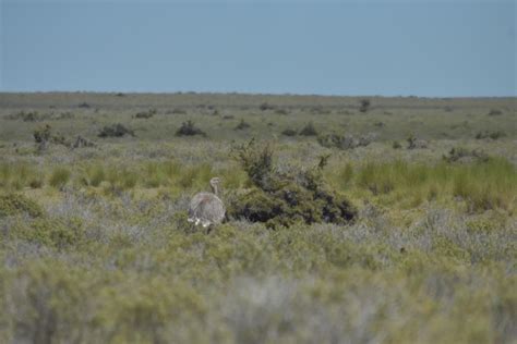 24 animals you can see when visiting Patagonia